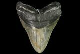 Large, Fossil Megalodon Tooth #92680-2
